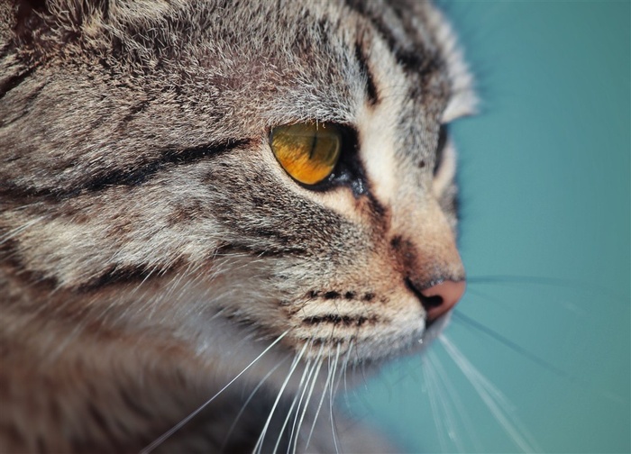 可爱的猫咪素材摄影大图