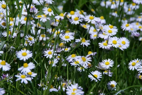 野生小雏菊图片 野生小雏菊图片