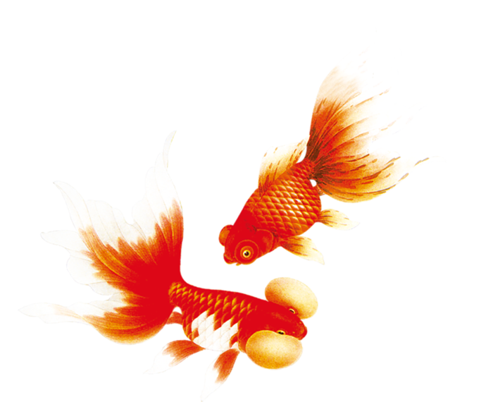 中国古风元素金鱼