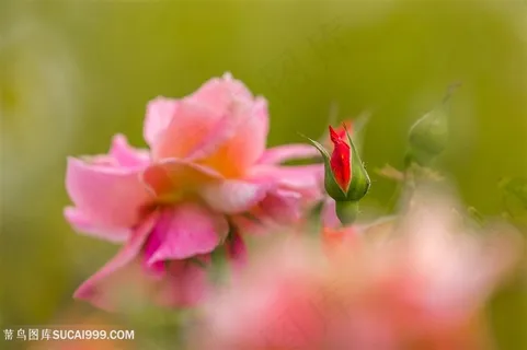 高清月季花壁纸图 高清月季花壁纸图
