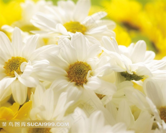唯美娇艳的白色菊花鲜花摄影素材