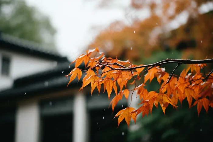 秋末雨过红枫叶苏州庭院风景摄影图(4032x2688)