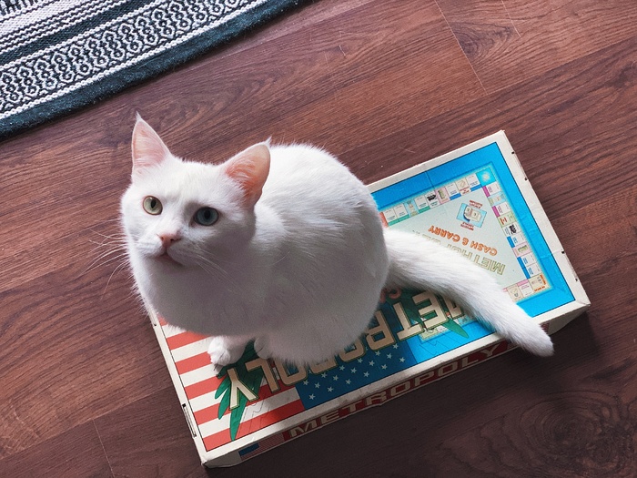 可爱猫咪猫猫摄影素材