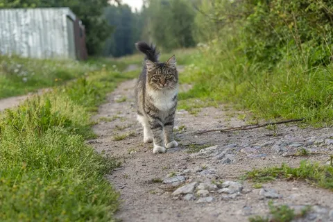 山路上宠物小猫图片 山路上宠物小猫图片