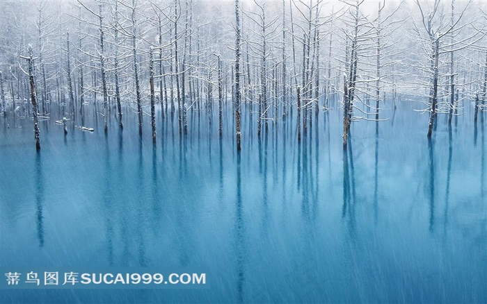 雪天里被雪覆盖的树林唯美风景图片