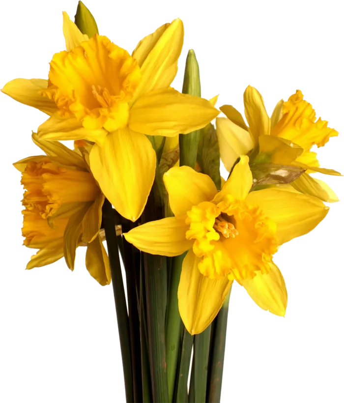 郁金香植物素材春季谷雨素材