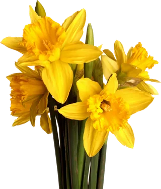 郁金香植物素材春季谷雨素材