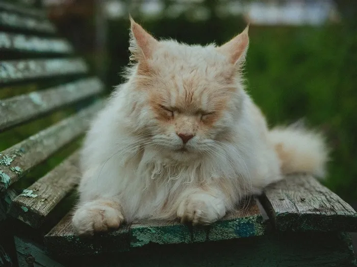 睡觉的猫咪素材图片