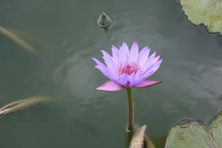 紫色睡莲风景图