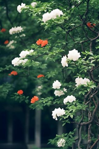 枝叶白色花朵典雅背景