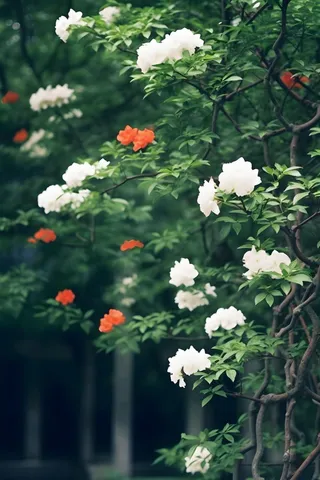 枝叶白色花朵典雅背景