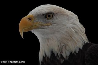 白色羽毛老鹰图片鸟图片