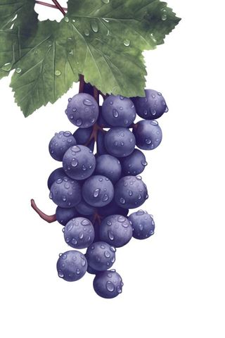 葡萄水彩国风元素