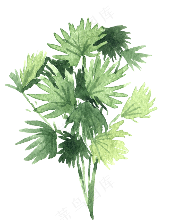 水彩插画-植物16
