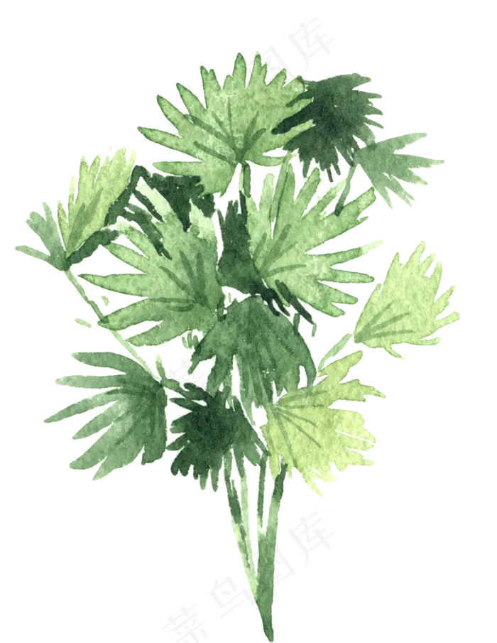 水彩插画-植物16