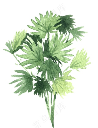 水彩插画-植物16