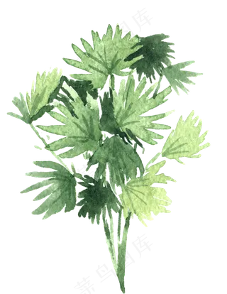水彩插画-植物16