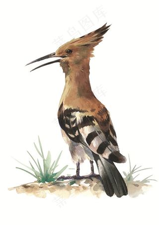 张嘴的小鸟插画素材