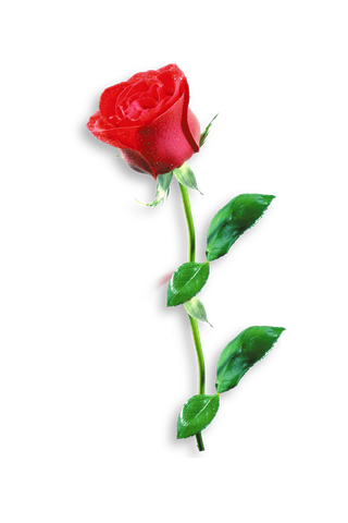 鲜花玫瑰免扣素材