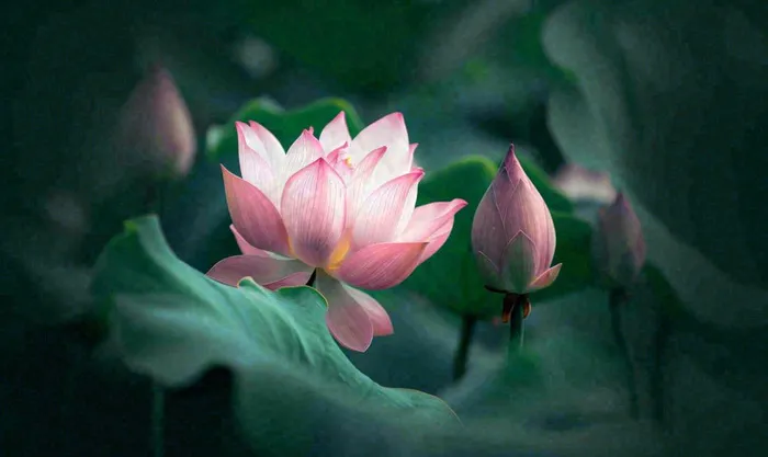 夏天荷花池荷叶荷花特写，夏至小暑大暑摄影图(1424x848)