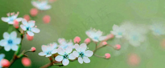 盛开的花朵立春，清新春天(1712x704)