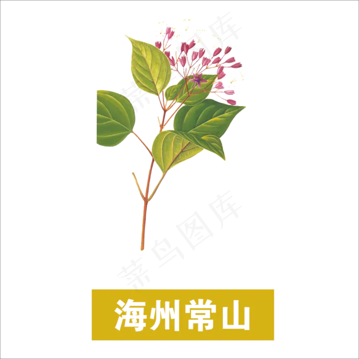 手绘草本中药药材海州常山