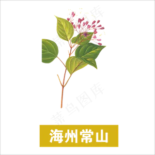 手绘草本中药药材海州常山