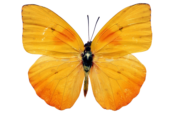 蝴蝶 彩蝶 花蝴蝶 动物 昆虫 免抠