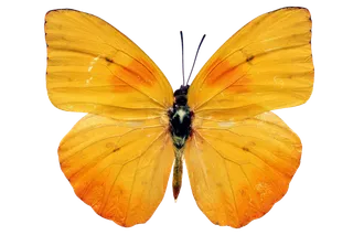 蝴蝶 彩蝶 花蝴蝶 动物 昆虫 免抠