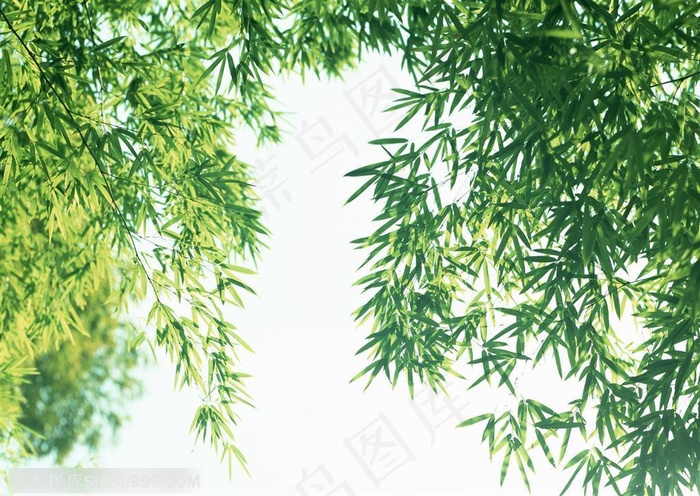 竹海-仰视阳光下照耀的竹叶