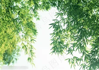 竹海-仰视阳光下照耀的竹叶