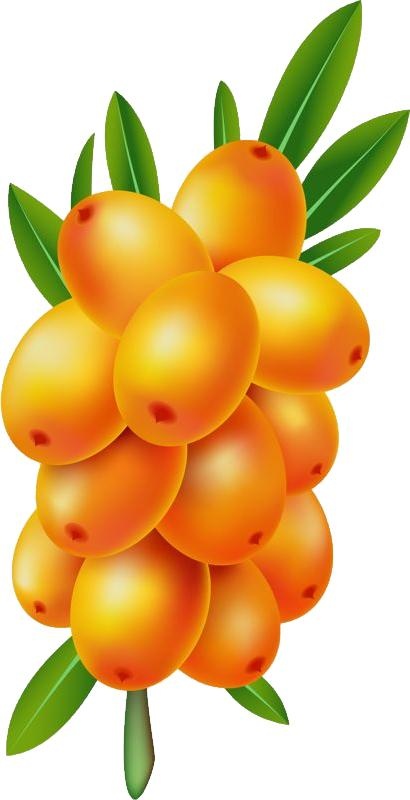 沙棘 PNG免抠(410x800)