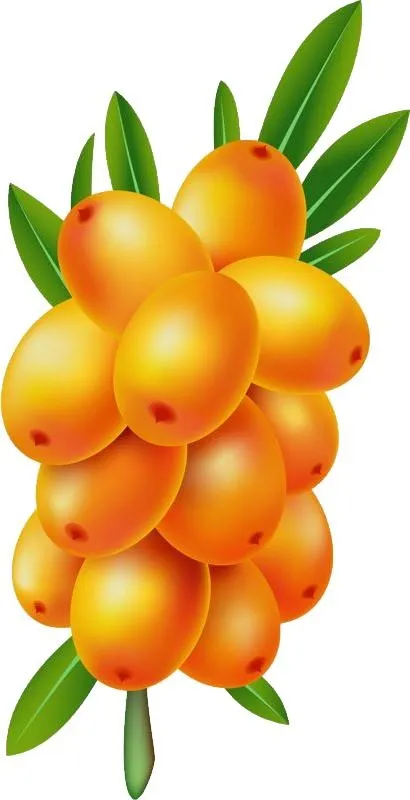 沙棘 PNG免抠(410x800)
