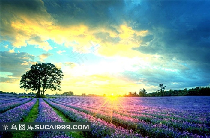 浪漫紫色花海风光