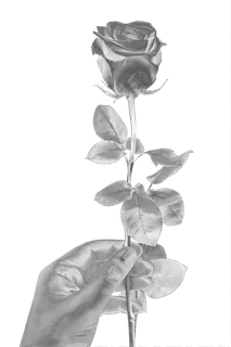 花类银玫瑰免抠图