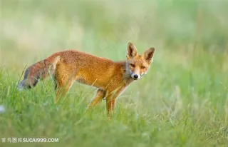 高清草地上狐狸图片动物大全