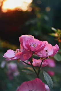 粉色花朵唯美图片素材 粉色花朵唯美图片素材