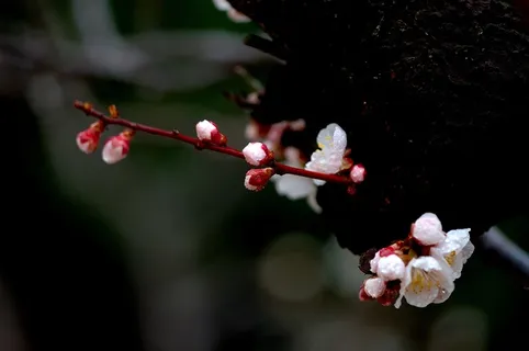 春天梅花枝花朵图片 春天梅花枝花朵图片