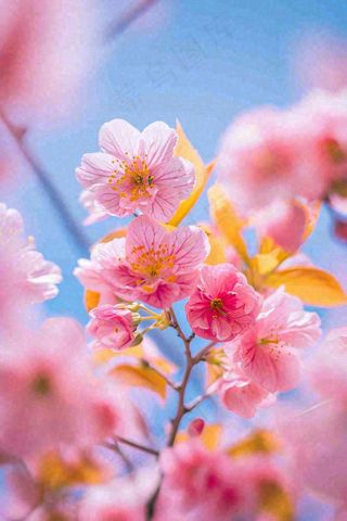 春天蓝天清新粉红桃花花朵树枝嫩叶，立春摄影图