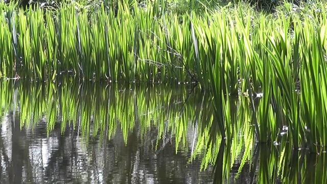 水, 反射, 湖, 景观, 户外, 平静的, 镜像, 反思