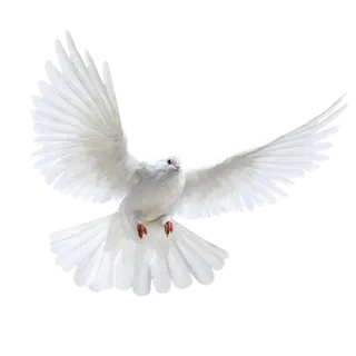 和平鸽免扣 和平鸽免扣