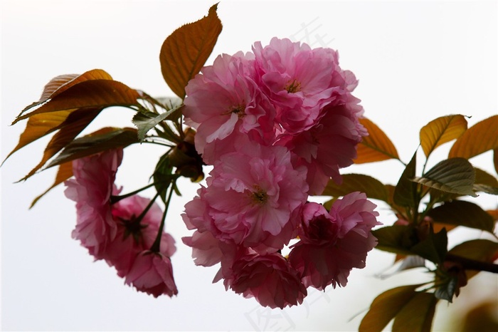 鲜花粉色樱花写真