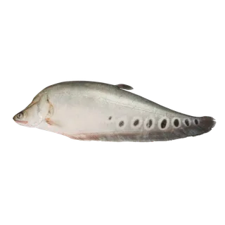 鱼类(26)海鲜超市商品红酒白底图免抠实物摄影png格式图片透明底