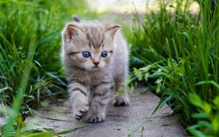 小猫在草丛