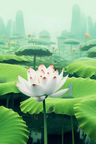 简约清新莲花背景