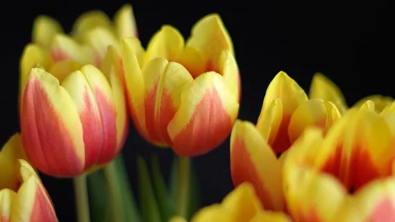双色郁金香鲜花图片 双色郁金香鲜花图片