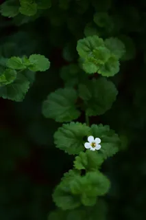 唯美白色鲜花图片 唯美白色鲜花图片