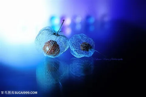 高清果实标本种子图片21