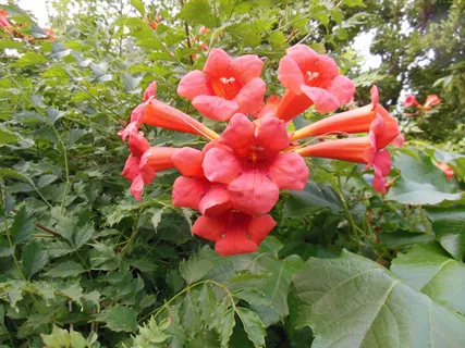 凌霄花图片下载