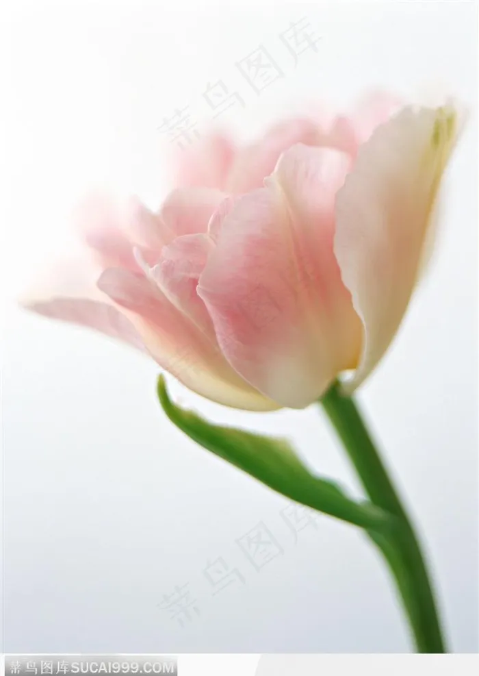 花的彩绘-盛开的粉色郁金香